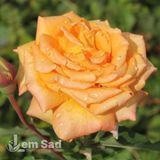 Троянда чайно-гібридна Ельдорадо (Rosa Eldorado) 50045 фото