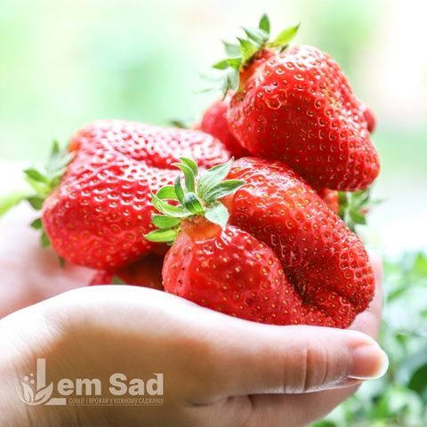 Полуниця Квікі (Fragaria &times; ananassa Quicky) 30003 фото