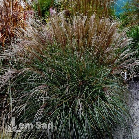 Мискантус Яка Денс (Miscanthus sinensis Yaka Dance) 20077 фото