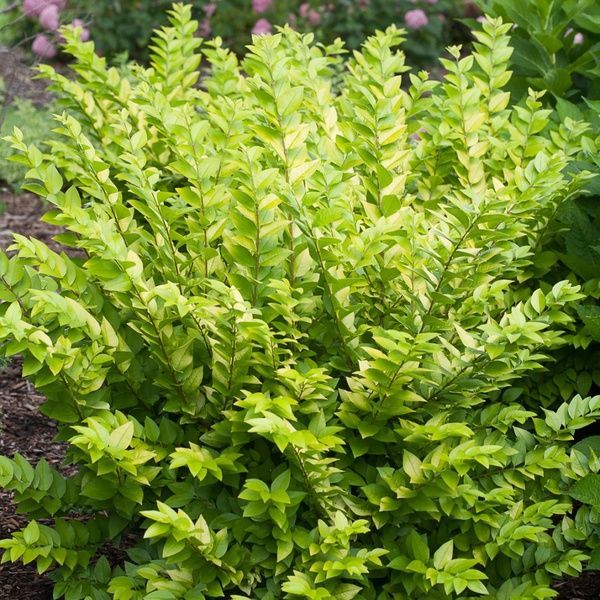 Бирючина Викарий (Ligustrum &times; vicaryi) 20187 фото