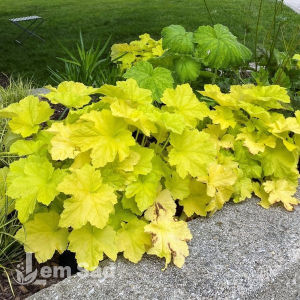 Гейхера Сітронель (Heuchera Citronelle) 20278 фото