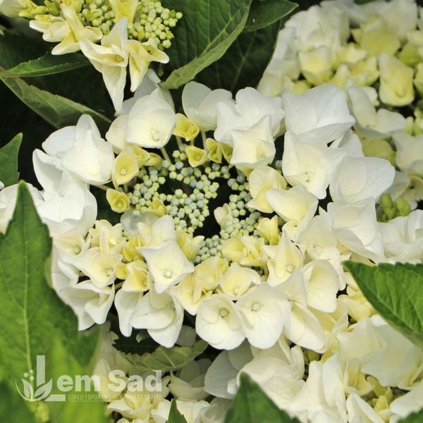 Гортензія великолиста Вайт Спіріт (Hydrangea macrophylla White Spirit) 20377 фото