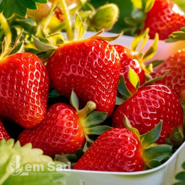Полуниця Квікі (Fragaria &times; ananassa Quicky) 30003 фото