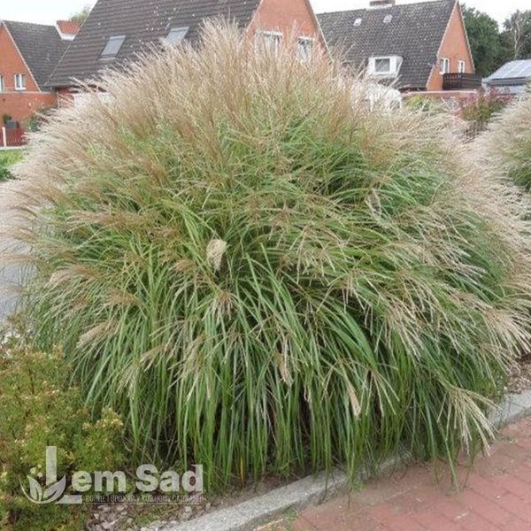 Мискантус Яка Денс (Miscanthus sinensis Yaka Dance) 20077 фото