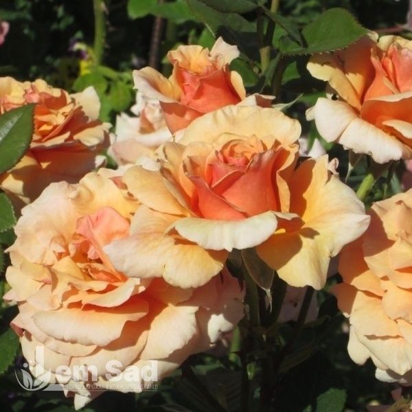 Роза чайно-гибридная Эльдорадо (Rosa Eldorado) 50045 фото