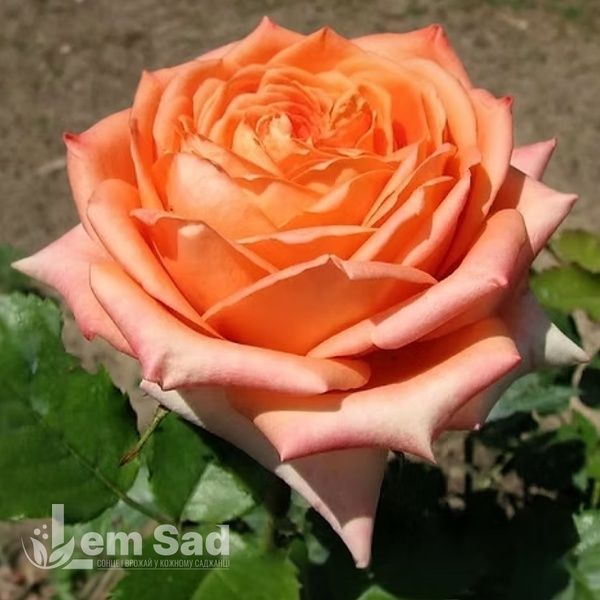 Роза чайно-гибридная Эльдорадо (Rosa Eldorado) 50045 фото