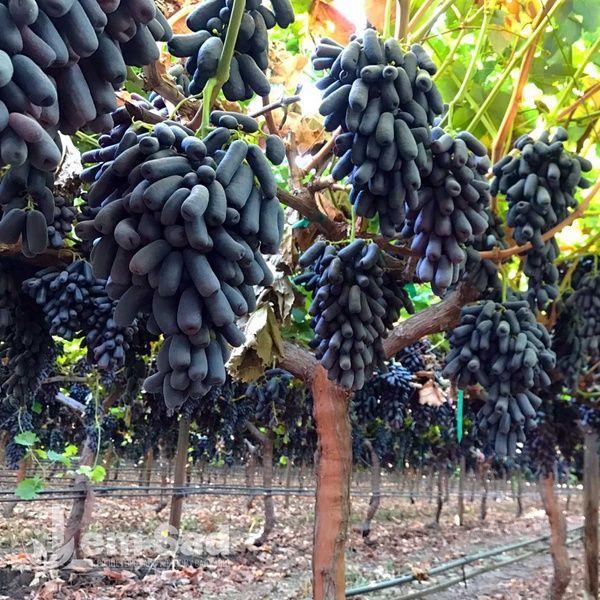Виноград кишмиш Аватар 40032 фото