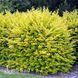 Бирючина Викарий (Ligustrum &times; vicaryi) 20187 фото 1