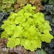 Гейхера Сітронель (Heuchera Citronelle) 20278 фото 1
