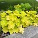 Гейхера Сітронель (Heuchera Citronelle) 20278 фото 2