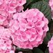 Гортензія великолиста Ерлі Пінк (Hydrangea macrophylla Early Pink) 20343 фото 2