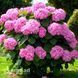 Гортензія великолиста Ерлі Пінк (Hydrangea macrophylla Early Pink) 20343 фото 1