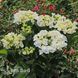 Гортензія великолиста Вайт Спіріт (Hydrangea macrophylla White Spirit) 20377 фото 1