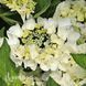 Гортензія великолиста Вайт Спіріт (Hydrangea macrophylla White Spirit) 20377 фото 2