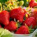 Полуниця Квікі (Fragaria &times; ananassa Quicky) 30003 фото 3