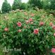 Троянда англійська Бенджамін Бріттен (Rosa Benjamin Britten) 50234 фото 3