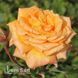 Роза чайно-гибридная Эльдорадо (Rosa Eldorado) 50045 фото 1