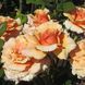 Роза чайно-гибридная Эльдорадо (Rosa Eldorado) 50045 фото 3