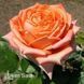 Роза чайно-гибридная Эльдорадо (Rosa Eldorado) 50045 фото 2