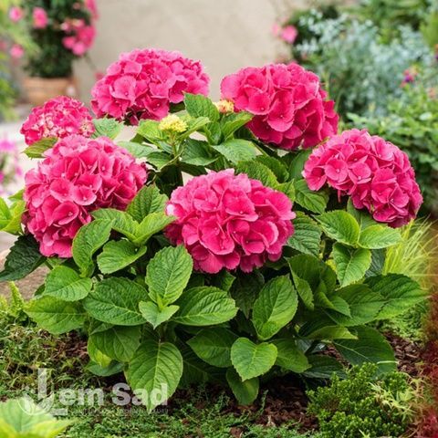 Гортензия крупнолистная Ред Барон (Hydrangea macrophylla Red Baron) 20360 фото