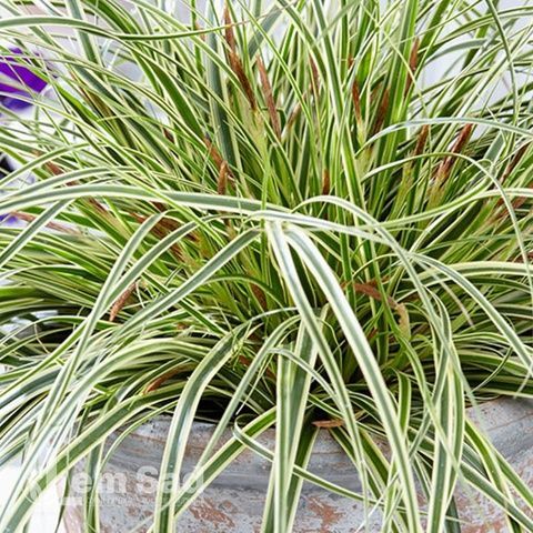 Осока Мунлайт (Carex oshimensis Moonlight) 20060 фото