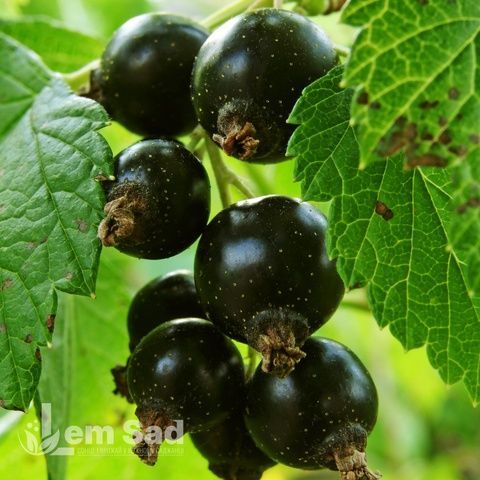Смородина чорна Ювілейна Копаня (Ribes nigrum Yuvileina Kopanya) 30168 фото