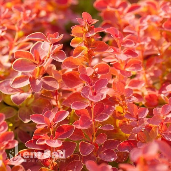 Барбарис Тунберга Оранж Дрим (Berberis thunbergii Orange Dream) 20161 фото