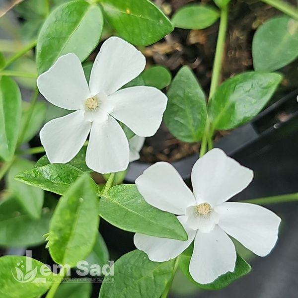 Барвінок малий Гертруда Джекіл (Vinca minor f. alba Gertrude Jekyll) 20170 фото