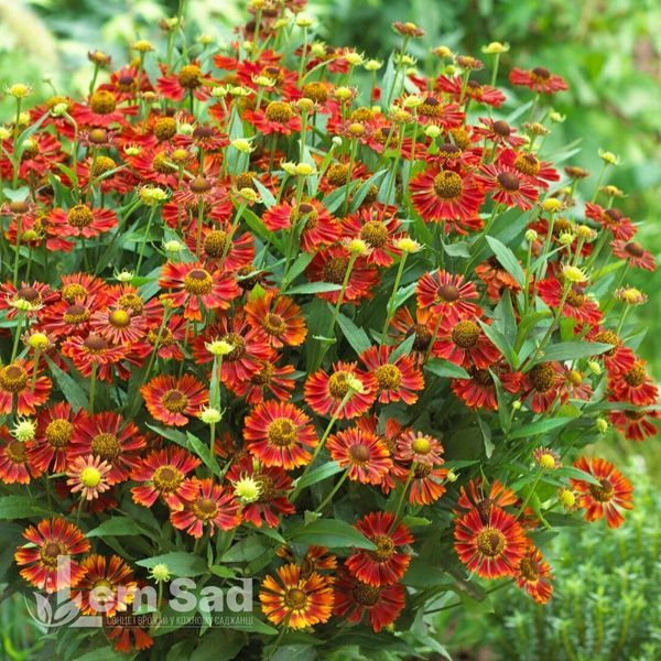 Геленіум осінній Маріачі Сієста (Helenium Mariachi Siesta) 20311 фото