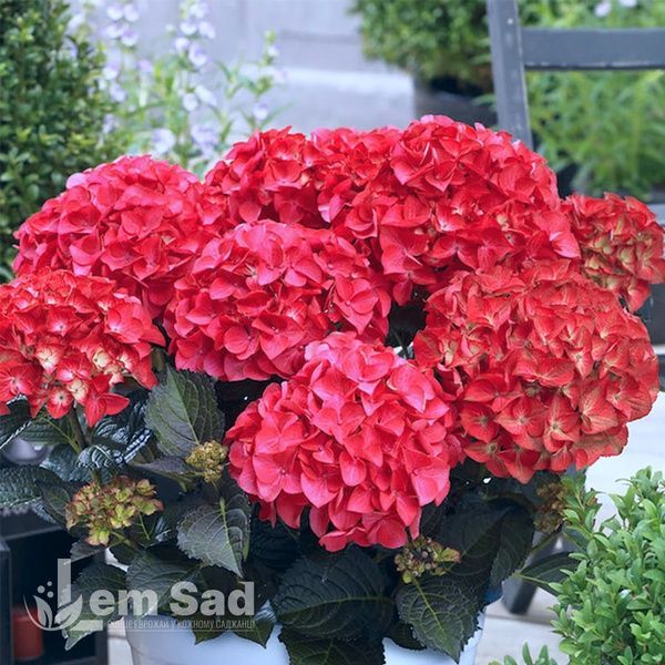 Гортензия крупнолистная Ред Барон (Hydrangea macrophylla Red Baron) 20360 фото