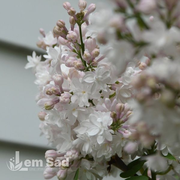 Сирень обыкновенная Бьюти (Syringa vulgaris Beauty 20220 фото