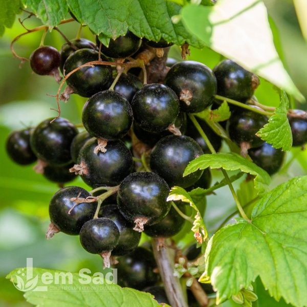 Смородина черная Юбилейная Копаня (Ribes nigrum Yuvileina Kopanya) 30168 фото