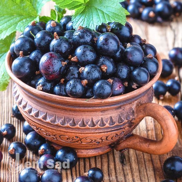 Смородина черная Юбилейная Копаня (Ribes nigrum Yuvileina Kopanya) 30168 фото