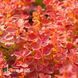 Барбарис Тунберга Оранж Дрим (Berberis thunbergii Orange Dream) 20161 фото 2