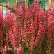 Барбарис Тунберга Оранж Дрим (Berberis thunbergii Orange Dream) 20161 фото 1
