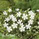 Барвінок малий Гертруда Джекіл (Vinca minor f. alba Gertrude Jekyll) 20170 фото 1
