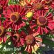 Геленіум осінній Маріачі Сієста (Helenium Mariachi Siesta) 20311 фото 1