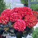 Гортензия крупнолистная Ред Барон (Hydrangea macrophylla Red Baron) 20360 фото 2