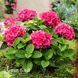 Гортензия крупнолистная Ред Барон (Hydrangea macrophylla Red Baron) 20360 фото 1