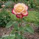 Роза чайно-гибридная Карусель (Rosa Carousel) 50243 фото 3