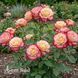 Роза чайно-гибридная Карусель (Rosa Carousel) 50243 фото 1
