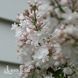 Сирень обыкновенная Бьюти (Syringa vulgaris Beauty 20220 фото 2
