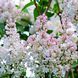 Сирень обыкновенная Бьюти (Syringa vulgaris Beauty 20220 фото 1