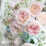Роза английская Кейра (Rosa Keira) 50235 фото
