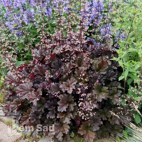 Гейхера Дарк Сикрет (Heuchera Dark Secret) 20279 фото