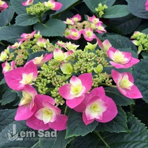 Гортензия крупнолистная Флейм Хот Пинк (Hydrangea macrophylla Flame Hot Pink) 20344 фото