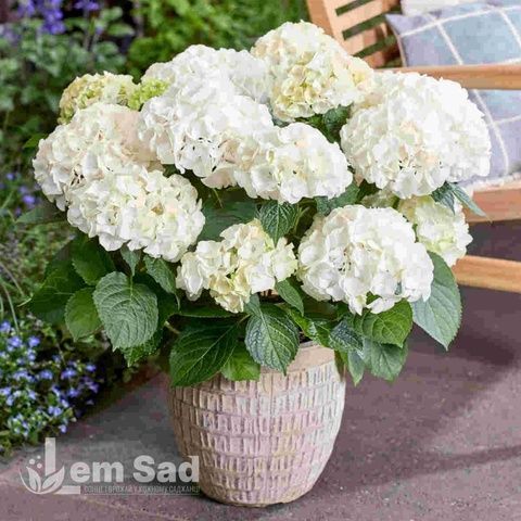Гортензия крупнолистная Вуду (Hydrangea macrophylla Wudu) 20378 фото
