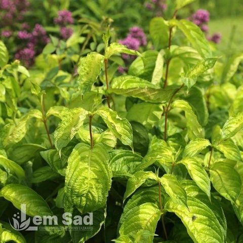 Вейгела цветущая Лайм Монстр (Weigela florida Lime Monster) 20238 фото