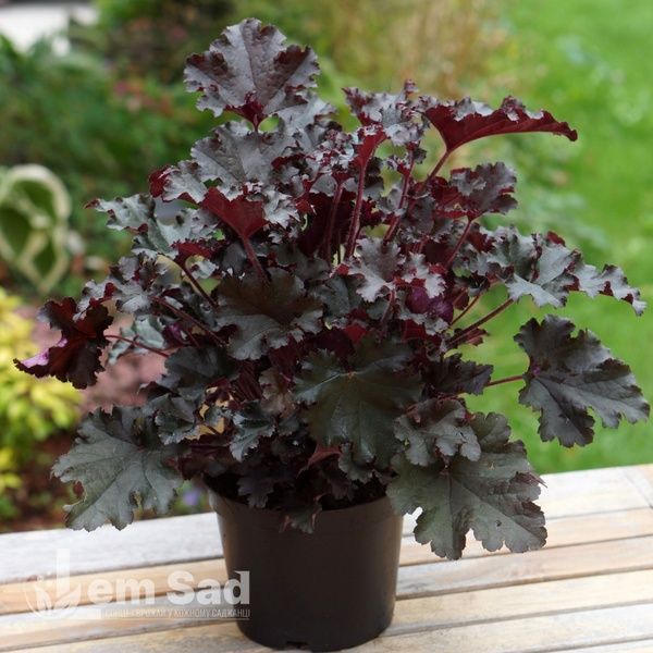 Гейхера Дарк Сікрет (Heuchera Dark Secret) 20279 фото