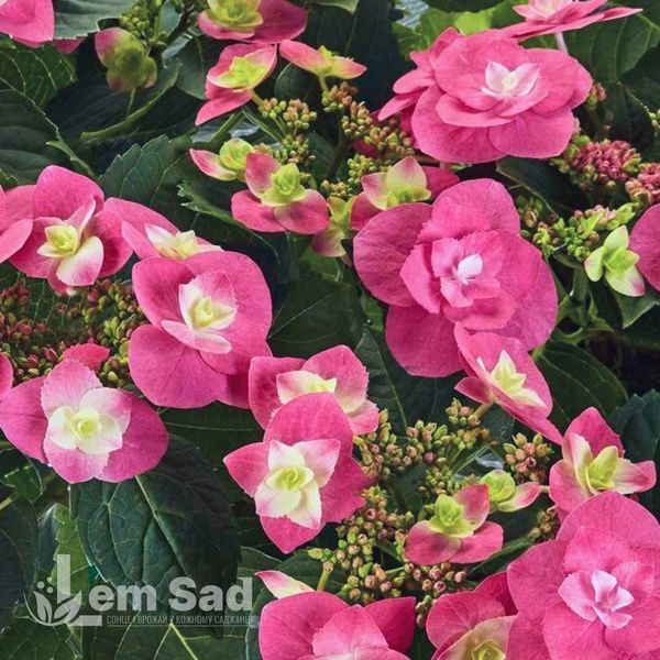 Гортензія великолиста Флейм Хот Пінк (Hydrangea macrophylla Flame Hot Pink) 20344 фото